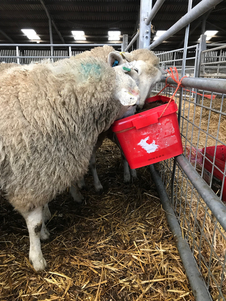 Reducing the risk of Watery Mouth and Joint Ill