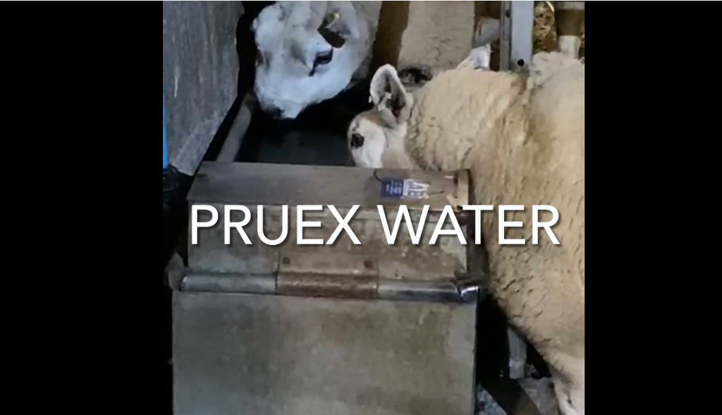 You know they deserve clean non toxic water