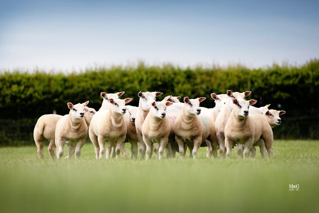 Driving down mastitis at lambing and at turnout