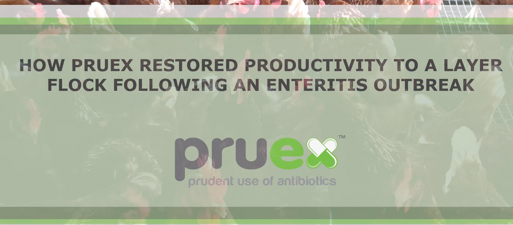 Necrotic enteritis in Free Range laying hens