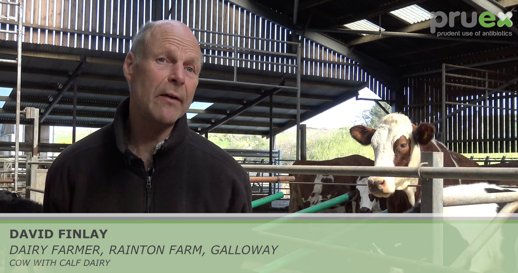 Reducing the need for antibiotics in a Cow & Calf dairy unit