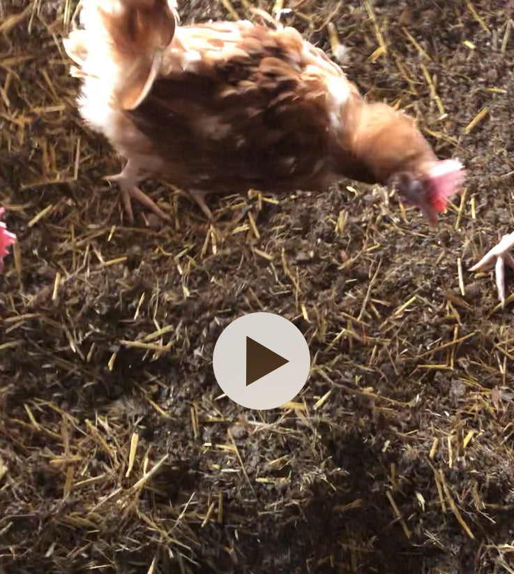 Dry litter reducing infective bacterial pressure