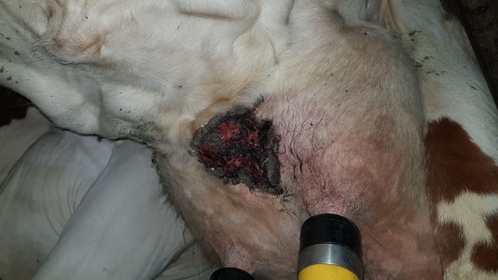 Forequarter udder infections - a call to action