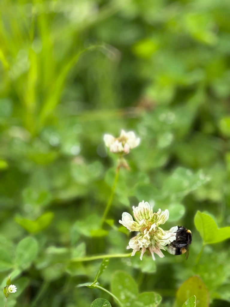 Pruex: Enabling a Greener, More Productive Future for Agriculture