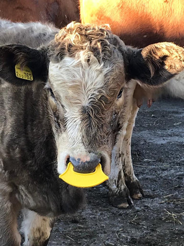 Pruex Calf with QuietWean Nose Tag