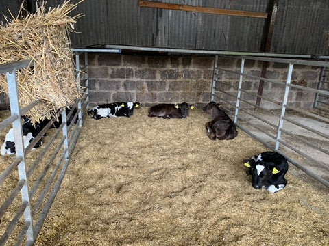 1.0 Pruex Barn Base Layer 40 bales