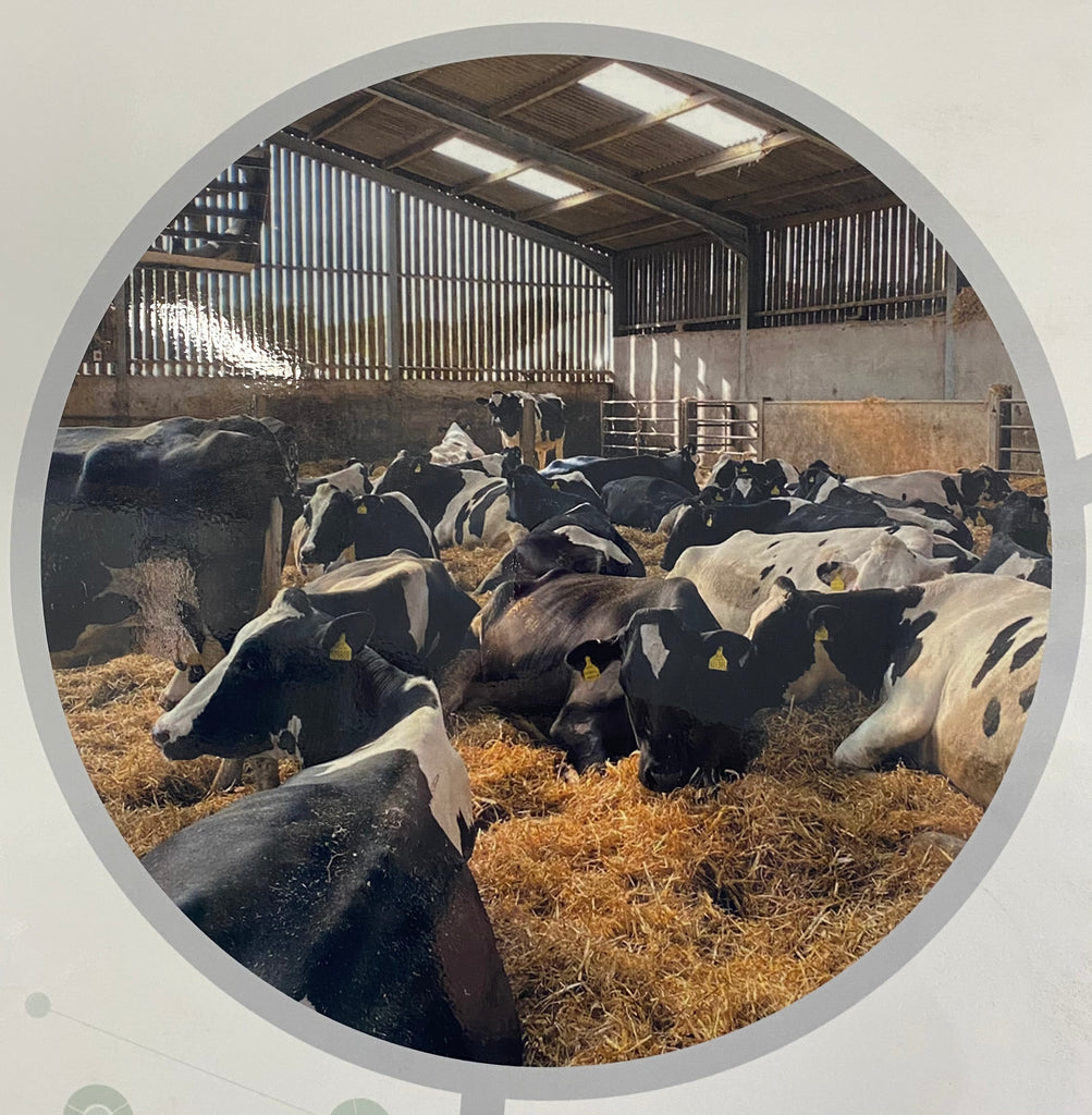Can the dry period become a time of udder recovery when dry cows are housed?
