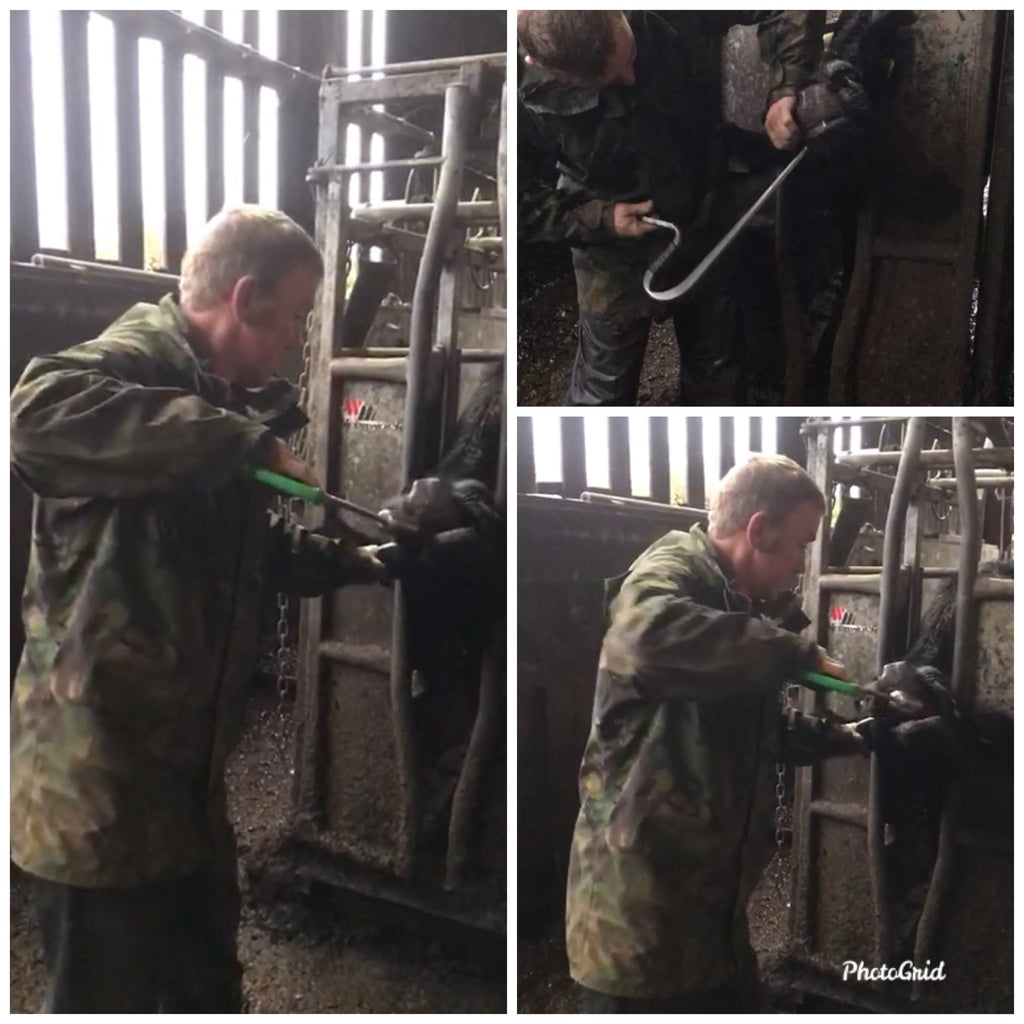 Using the Easy-Boss-E to reduce stress when bolusing cows.