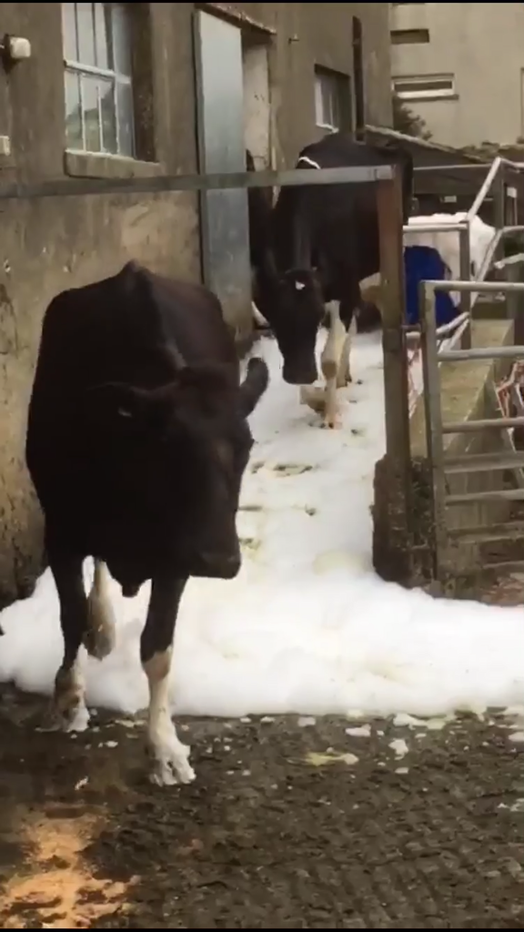 Exiting the parlour - through AHC foam