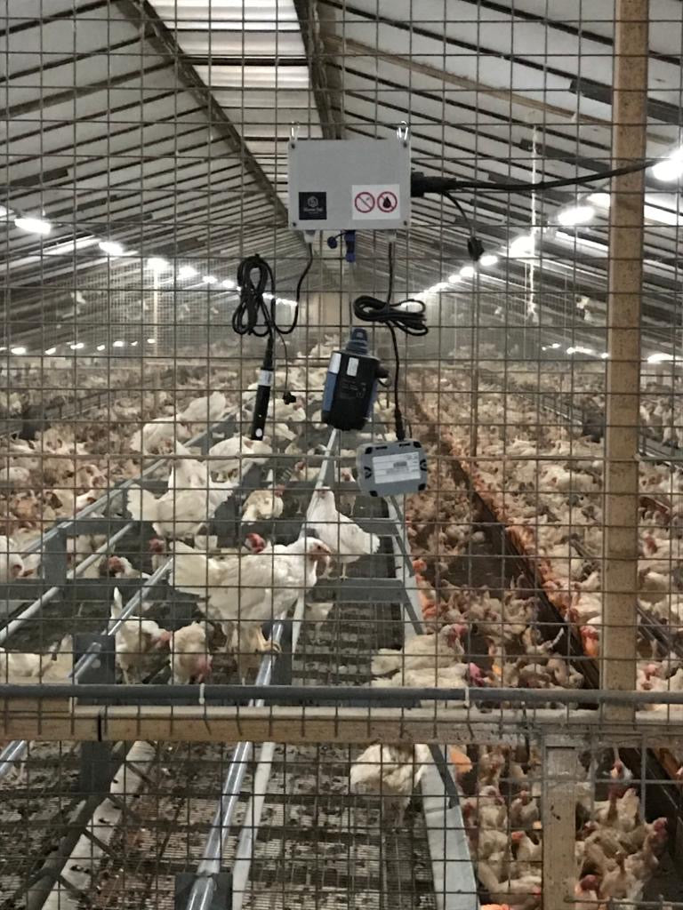Adding some nature inside poultry sheds during the bird-flu lockdown