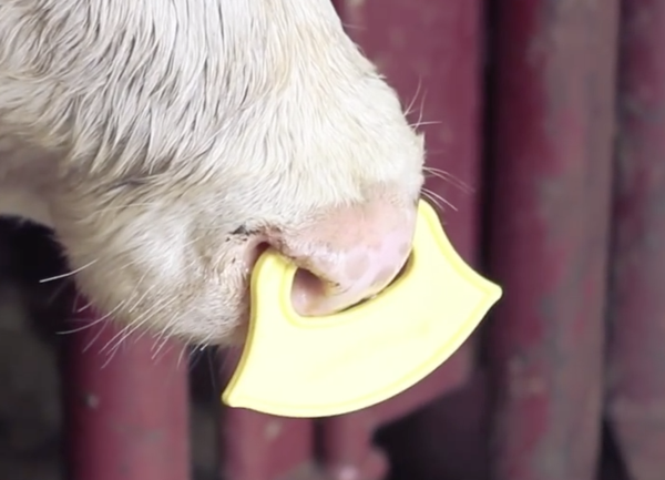 You know that the stress of weaning can make young cattle sick.