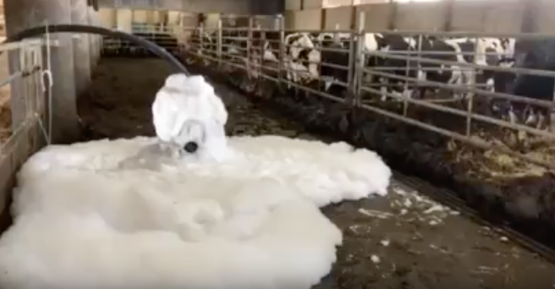 How can generating this foam help with beef animal weight gain and reduce the need for antibiotics in agriculture?
