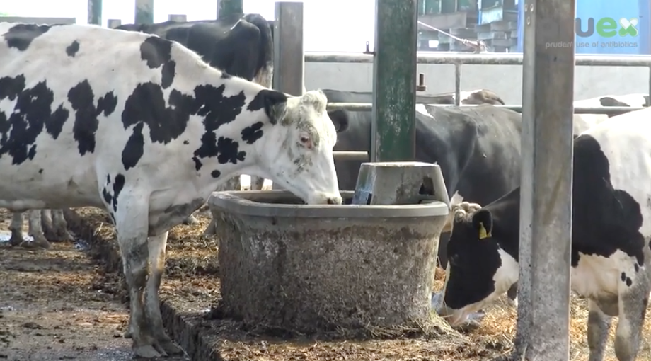 Insisting on clean water for clean milk and healthy animals