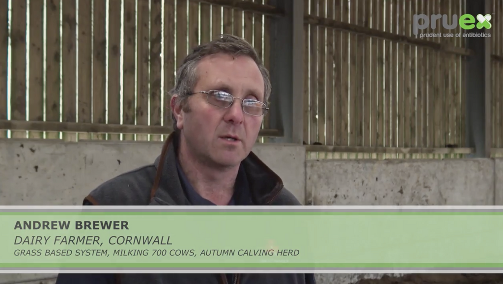 Using the transition period to invest in cow health for the next lactation
