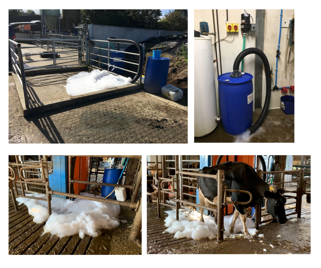 Foam Sweeps Across Cornish Dairy Farms