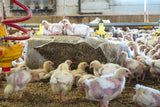 1.0 Pruex Barn Base Layer 40 Enrichment Bales